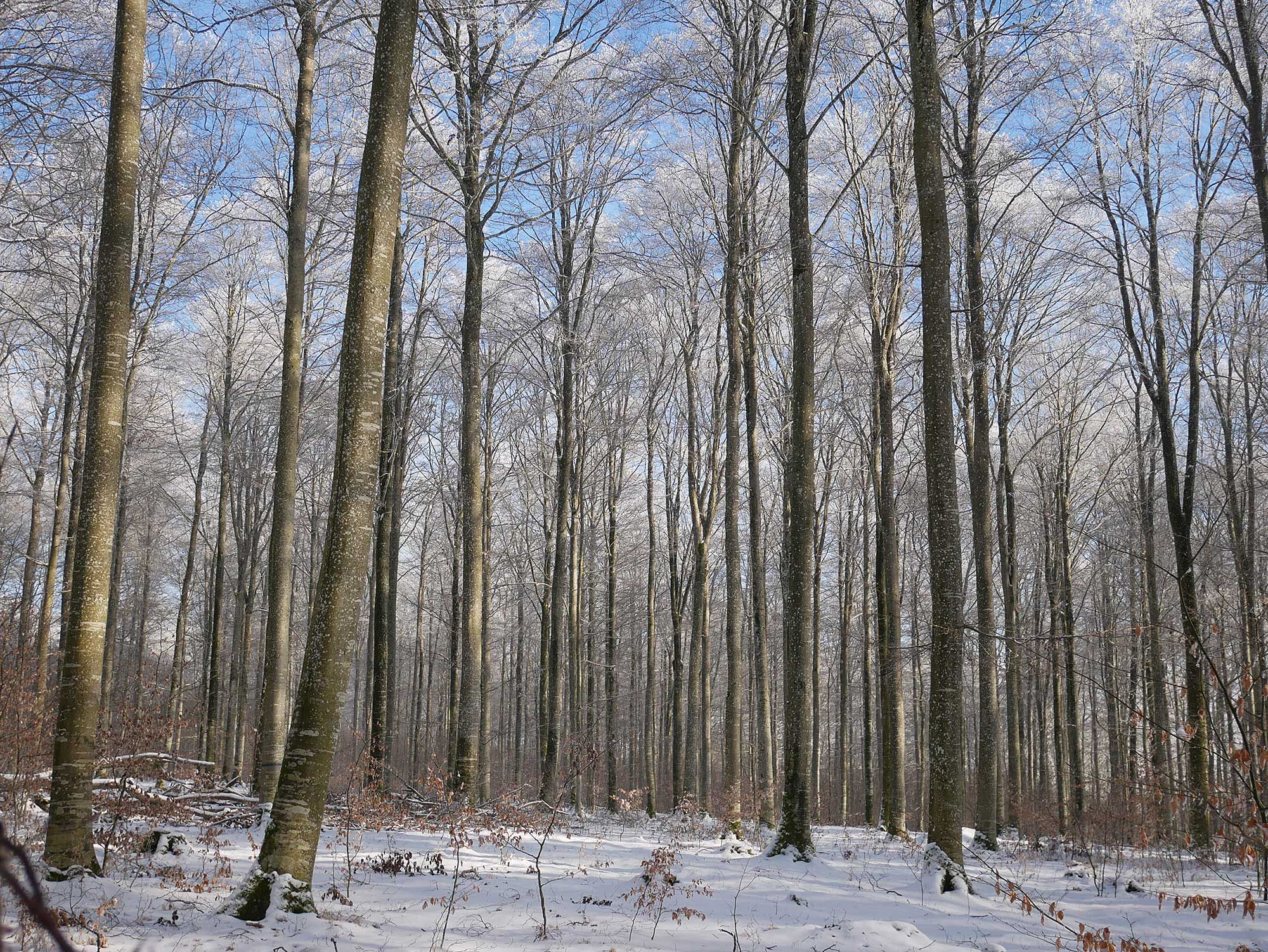Buchenwald im Winter