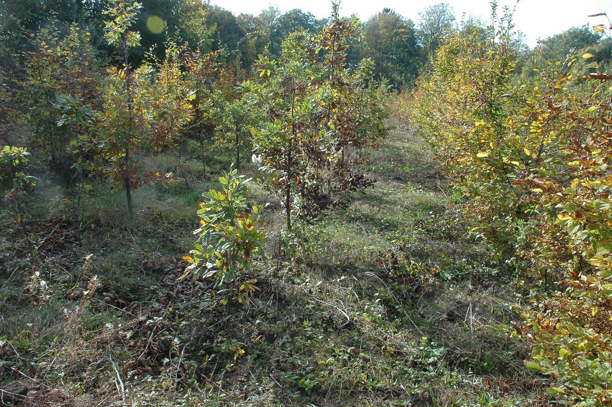 Eichenkultur frisch ausgemaeht