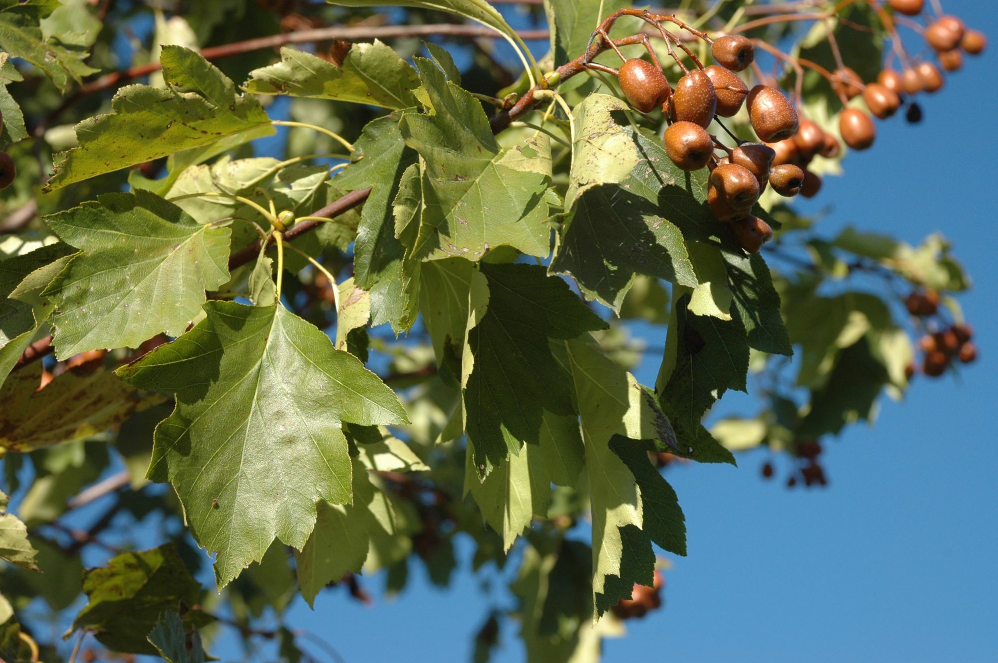 Früchte der Elsbeere