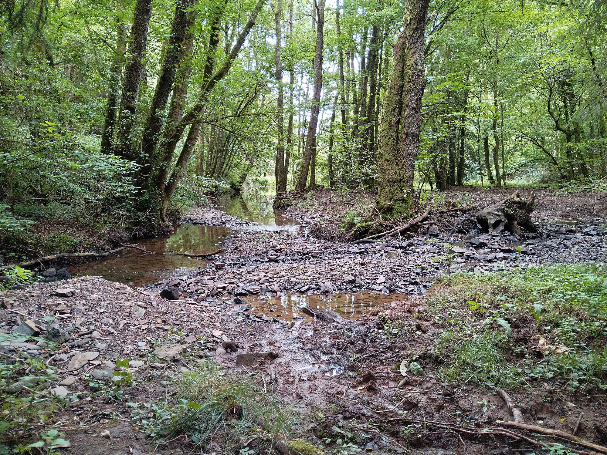 Fliessgewaesser im Wald
