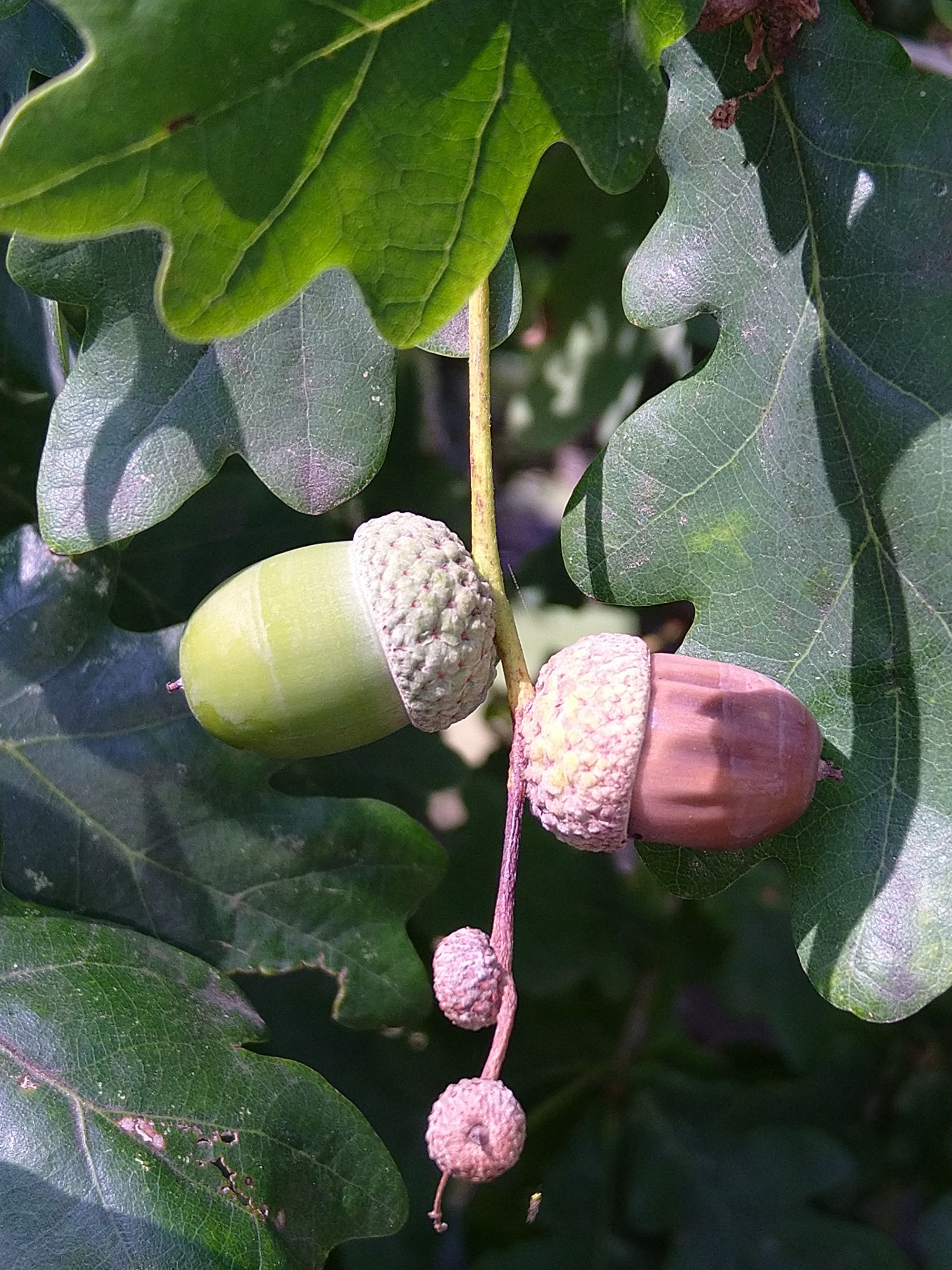 fruktifizierende Eiche