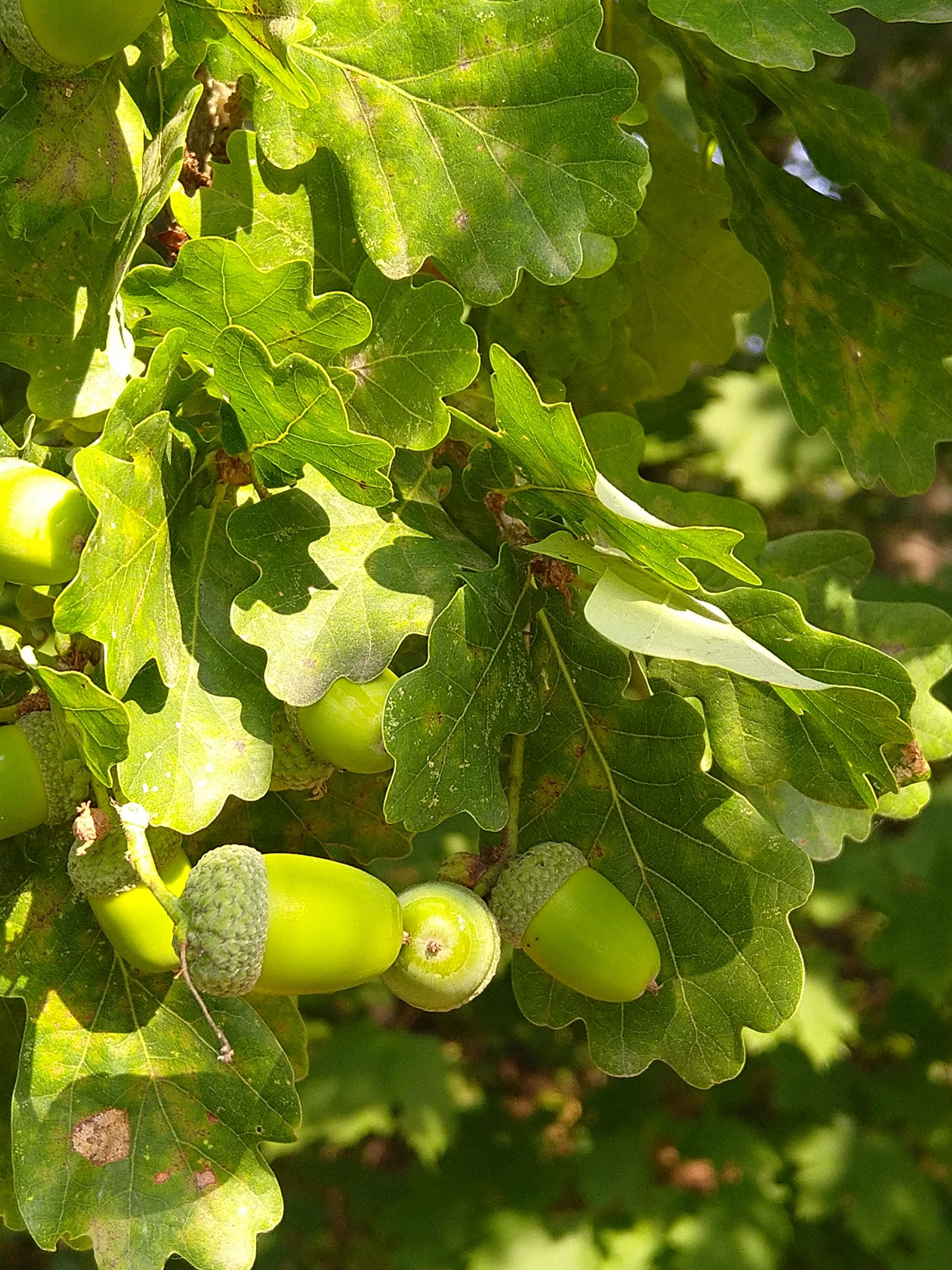 fruktifizierende Eiche