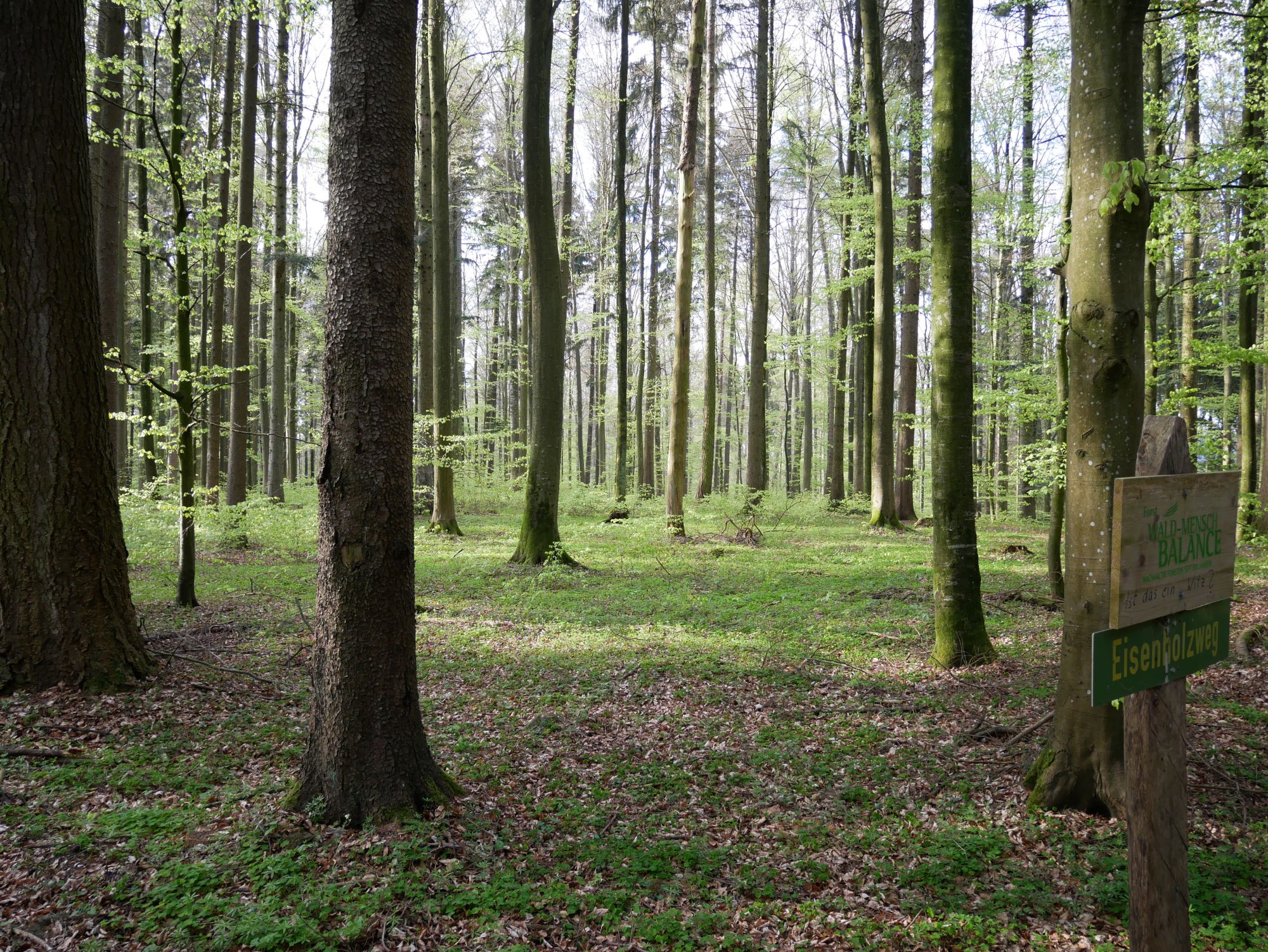 Mischwald im Frühjahr