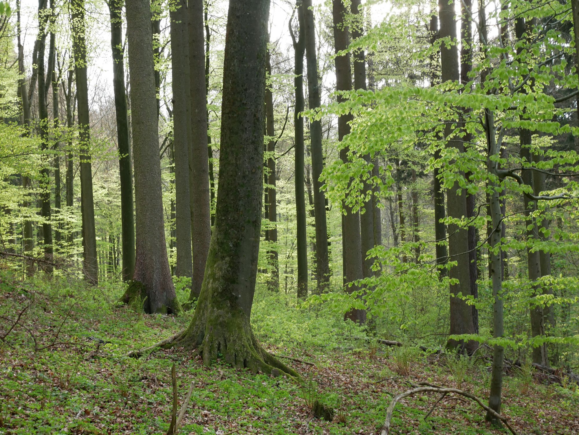 Mischwald im Frühjahr