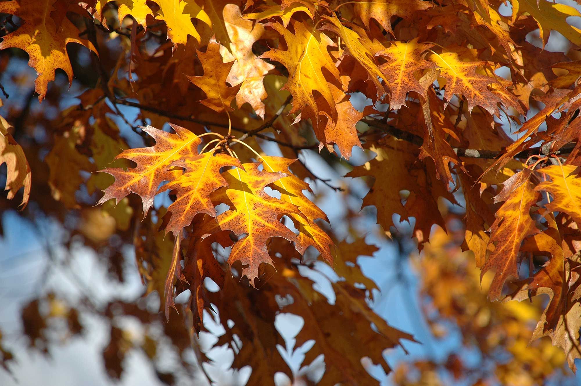 Roteichenlaub im Herbst
