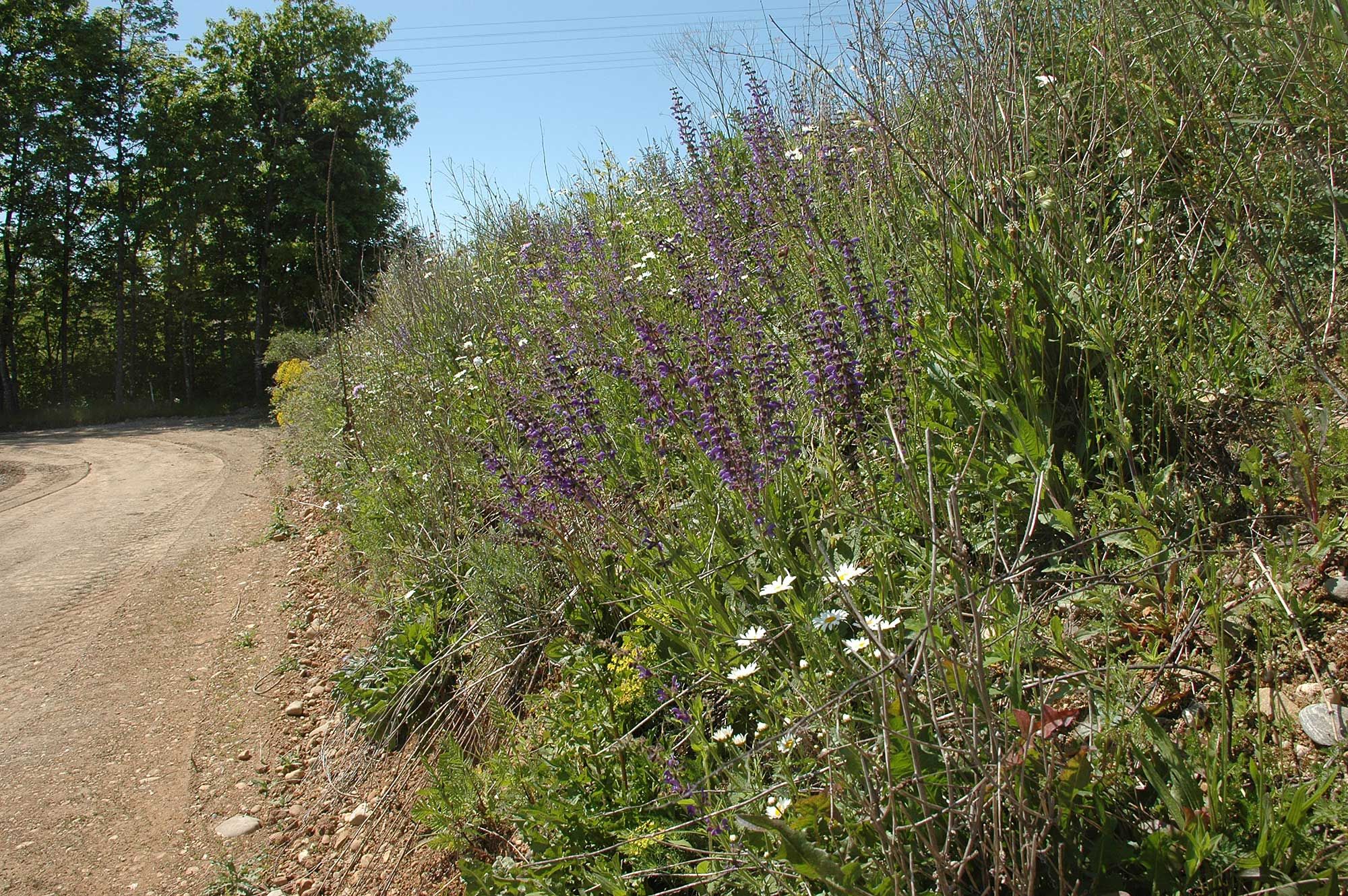 Angesäte Bodenmiete
