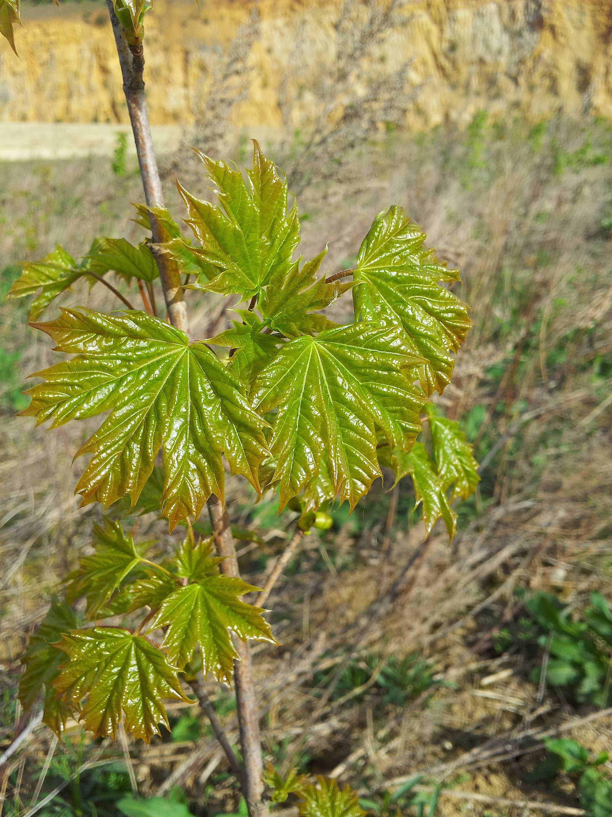 Austreibender Spitzahorn
