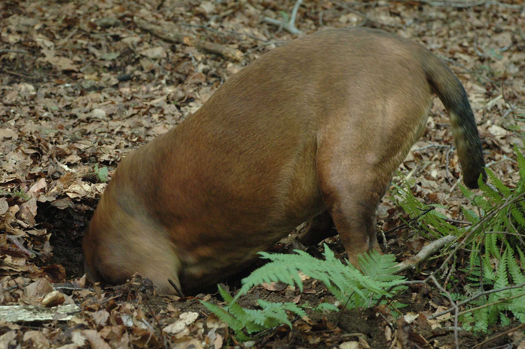 Aura in bodenkundlicher Mission