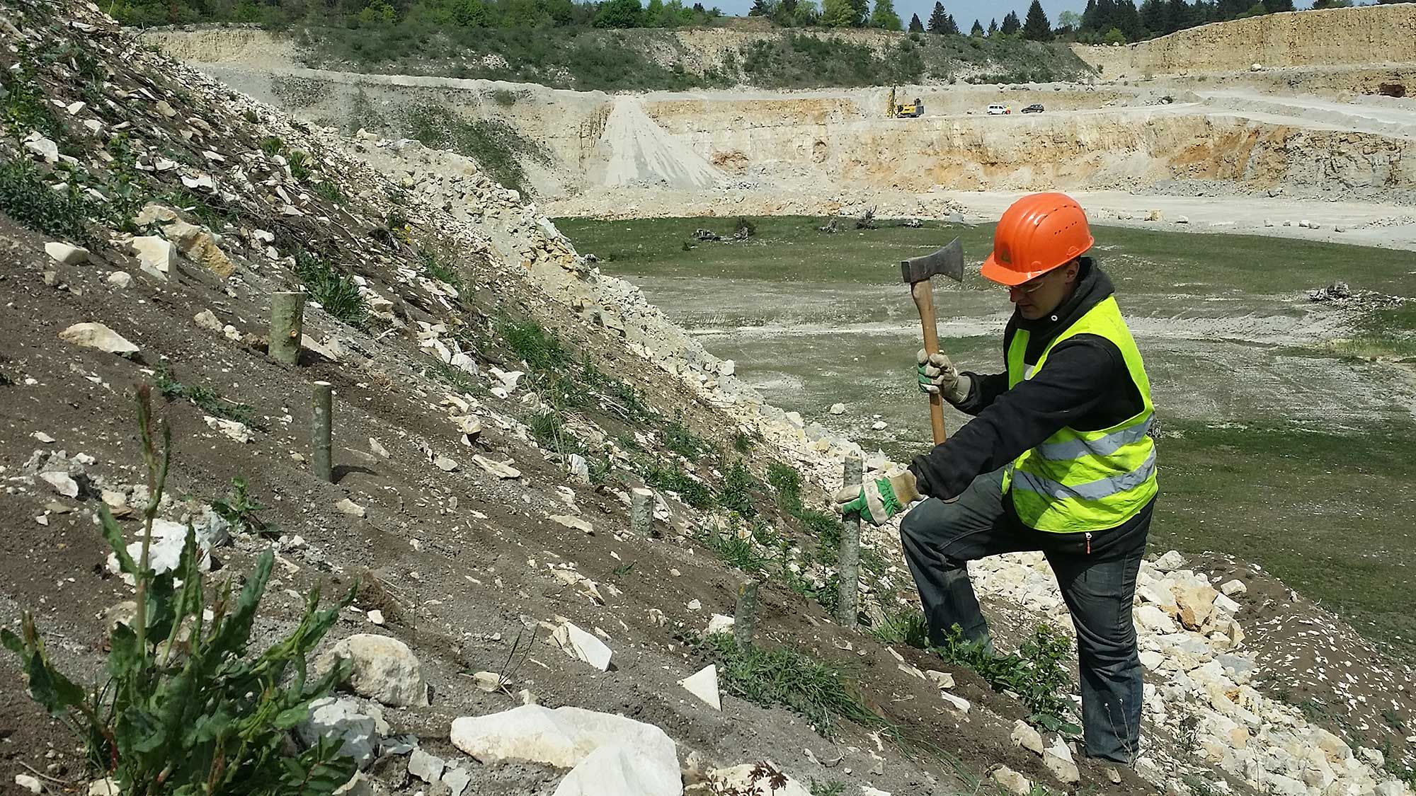 Einschlagen von Weidensteckhoelzern