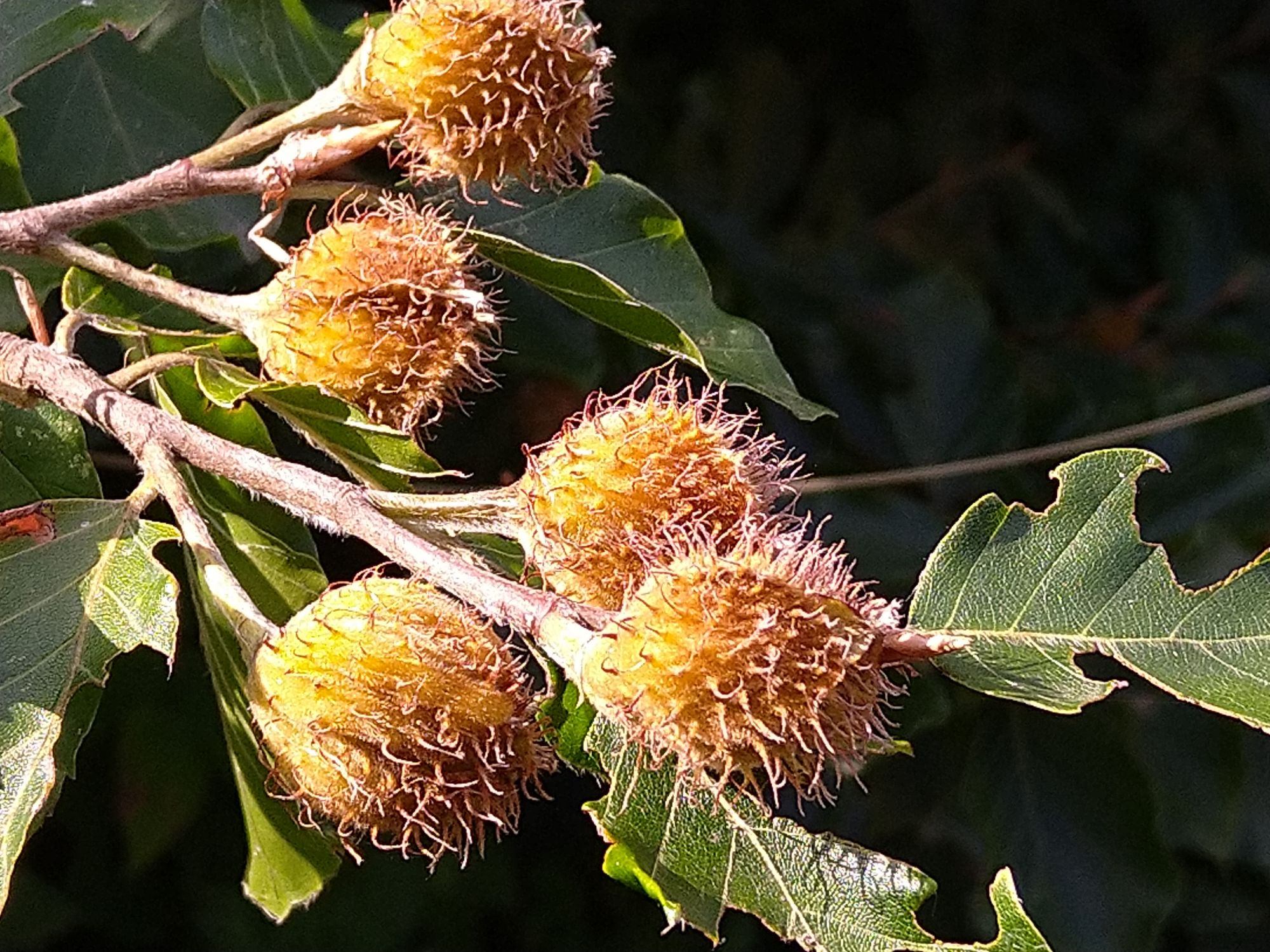 fruktifizierende Buche