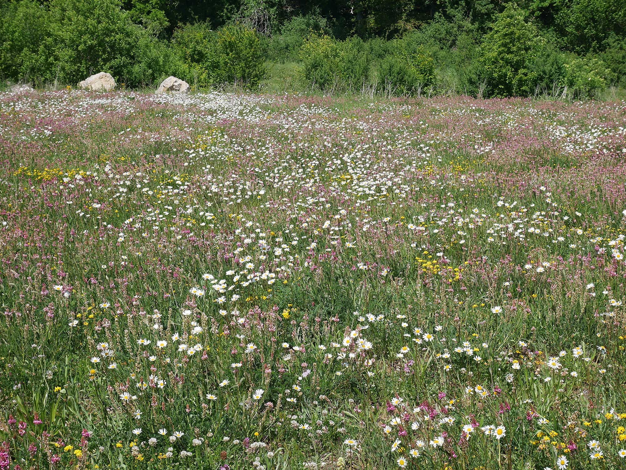 Artenreiche Blumenwiese auf einer rekultivierten Fläche