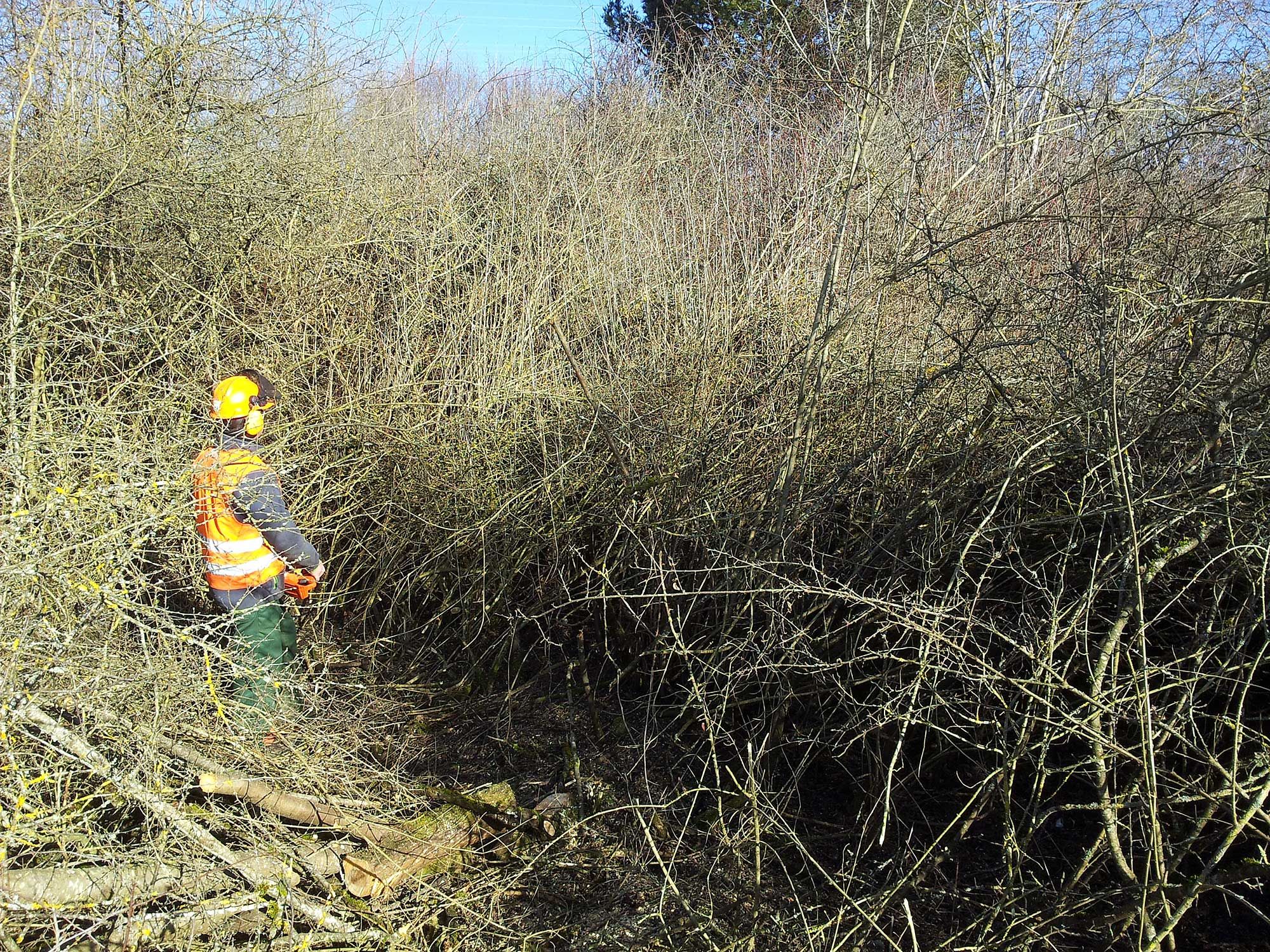 Gewinnung von Weidensteckhölzern
