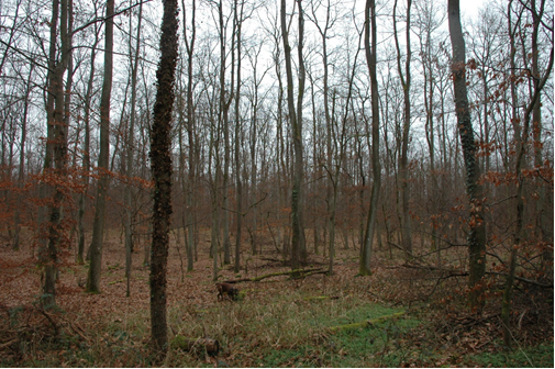 Stieleichenwald in der Hardtholzaue nahe des KIT